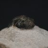 Morocops ovatus