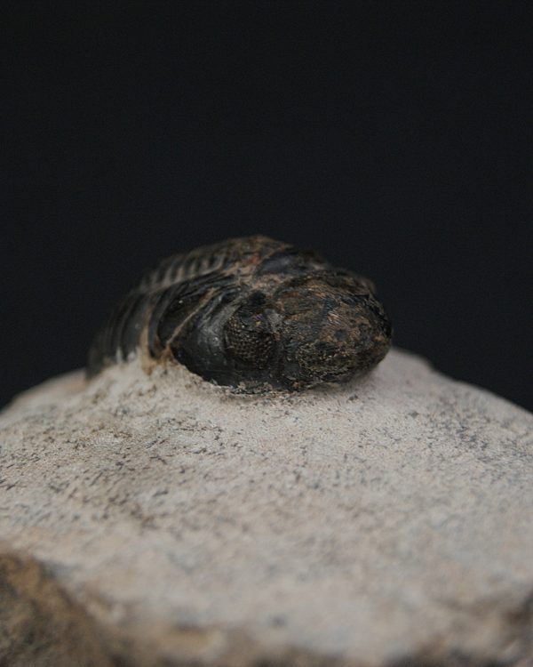 Morocops ovatus