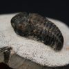 Morocops ovatus