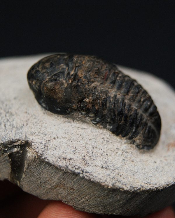 Morocops ovatus