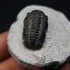 Morocops ovatus