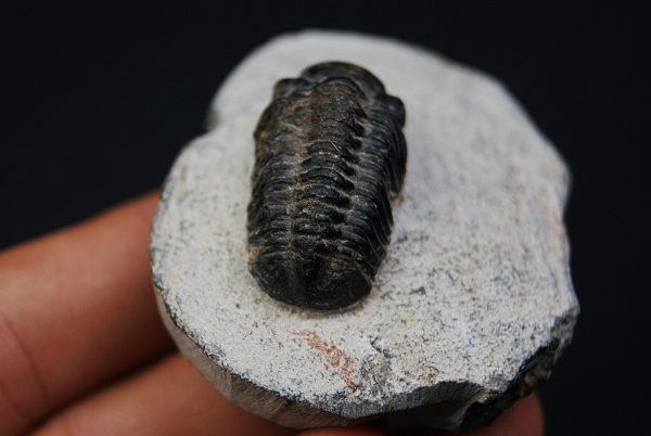 Morocops ovatus