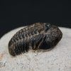 Morocops ovatus