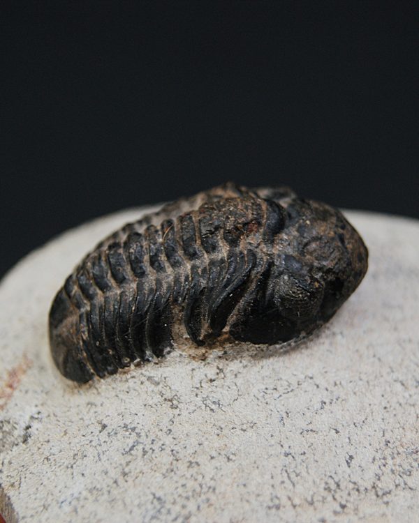 Morocops ovatus