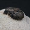 Morocops ovatus