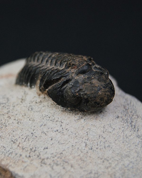Morocops ovatus