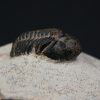 Morocops ovatus