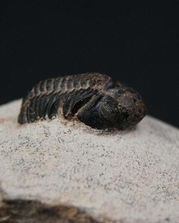 Morocops ovatus