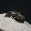 Morocops ovatus