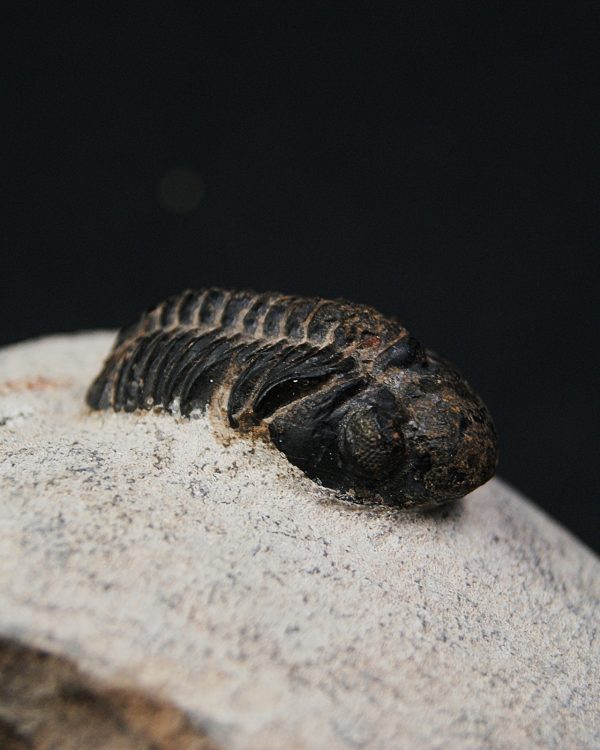 Morocops ovatus