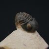 Morocops ovatus