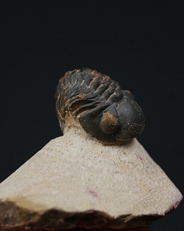 Morocops ovatus