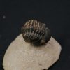 Morocops ovatus
