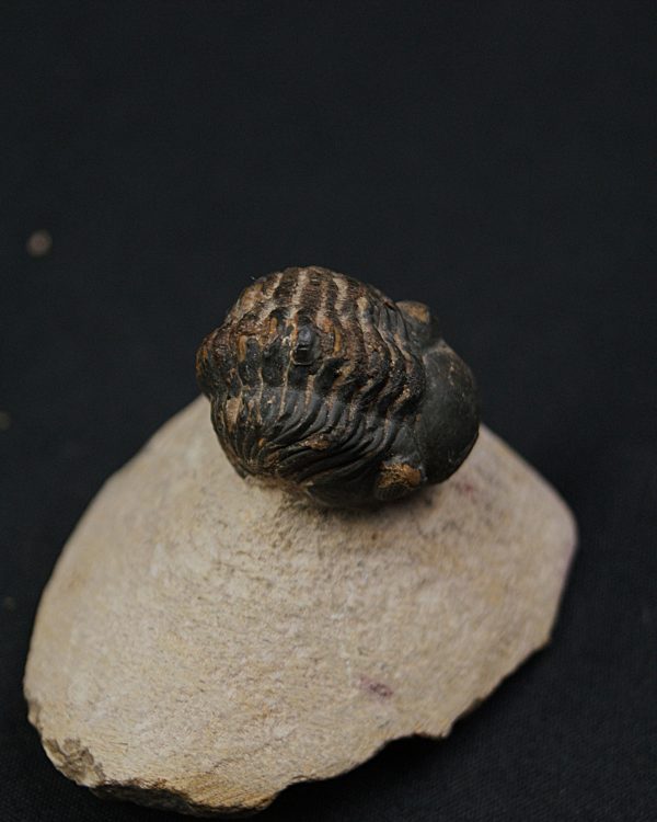 Morocops ovatus