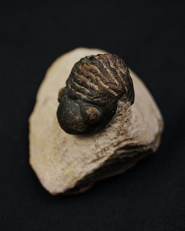 Morocops ovatus