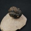 Morocops ovatus