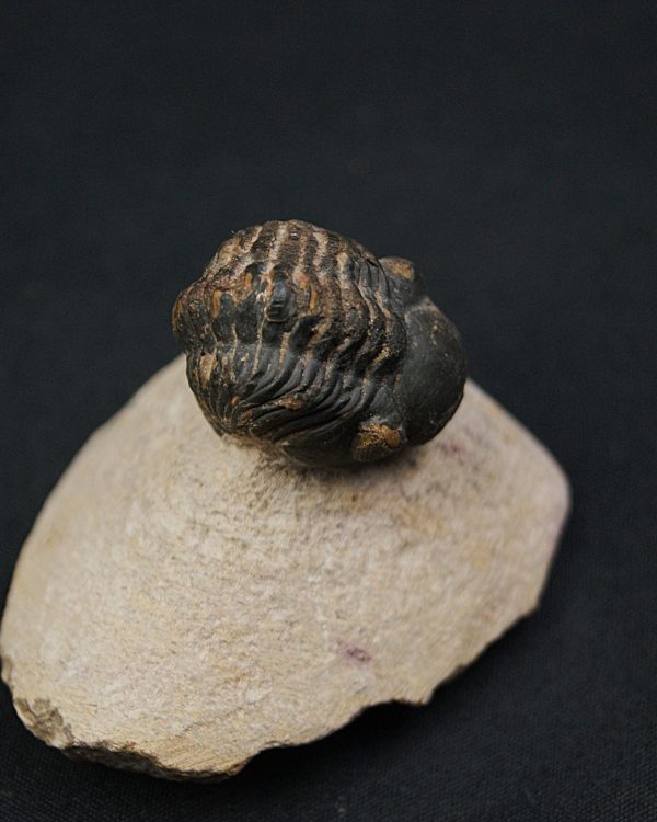 Morocops ovatus