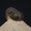 Morocops ovatus