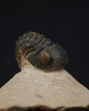 Morocops ovatus