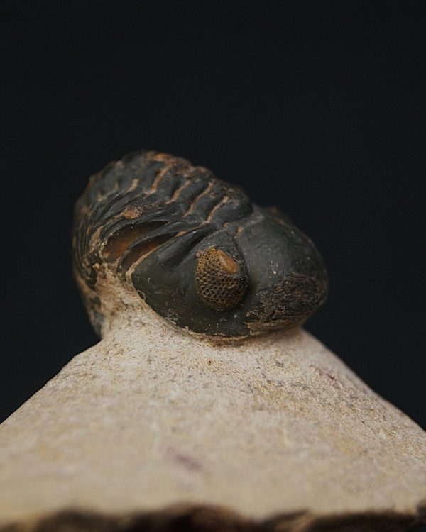Morocops ovatus