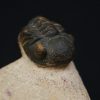 Morocops ovatus