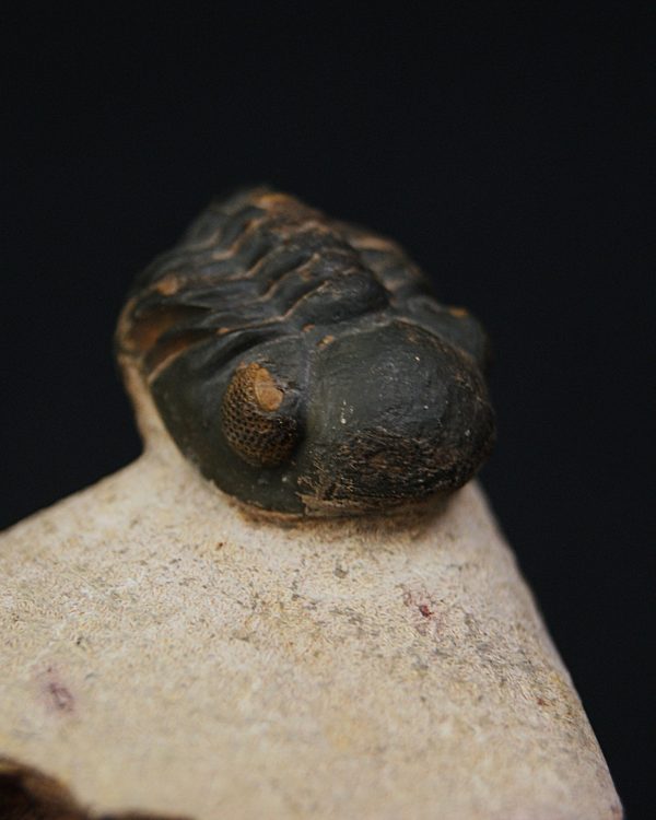 Morocops ovatus