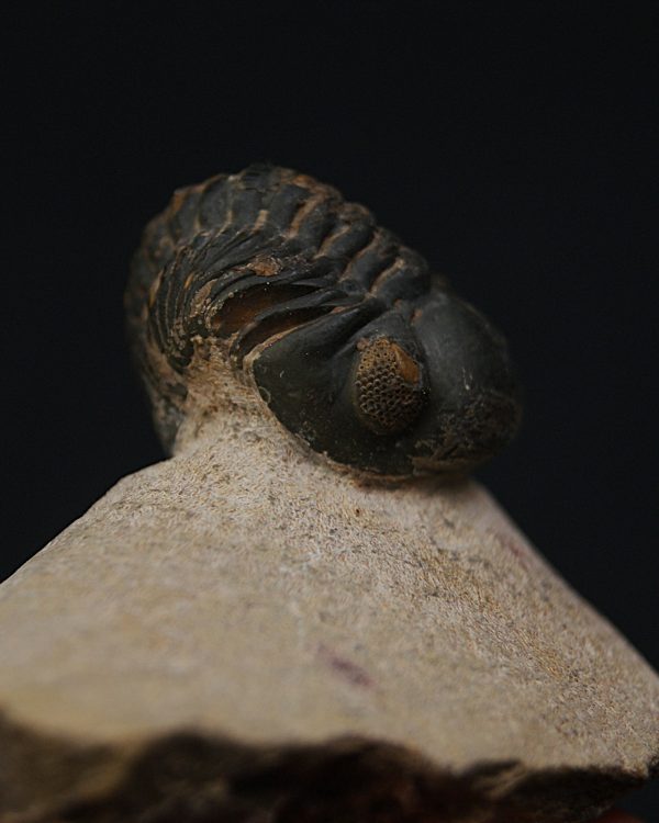 Morocops ovatus