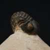 Morocops ovatus