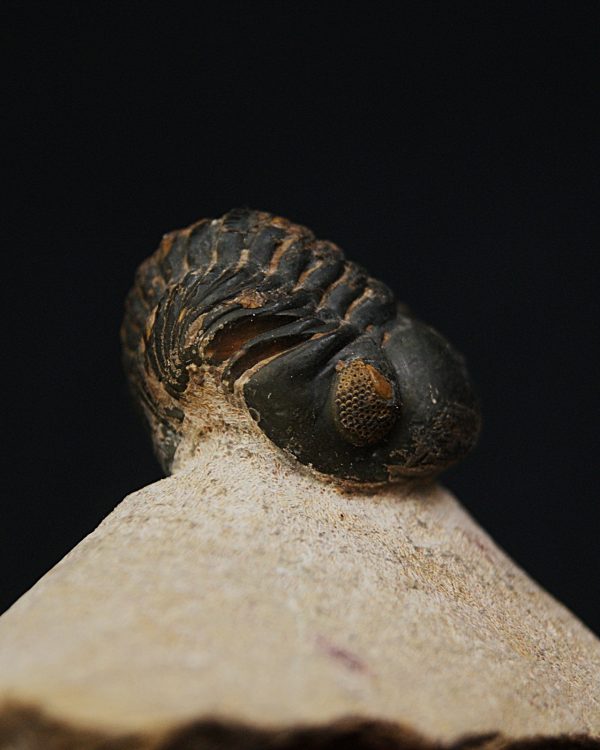 Morocops ovatus