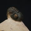 Morocops ovatus