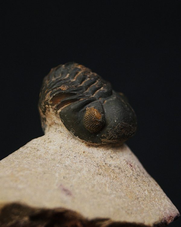 Morocops ovatus