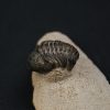 Morocops ovatus