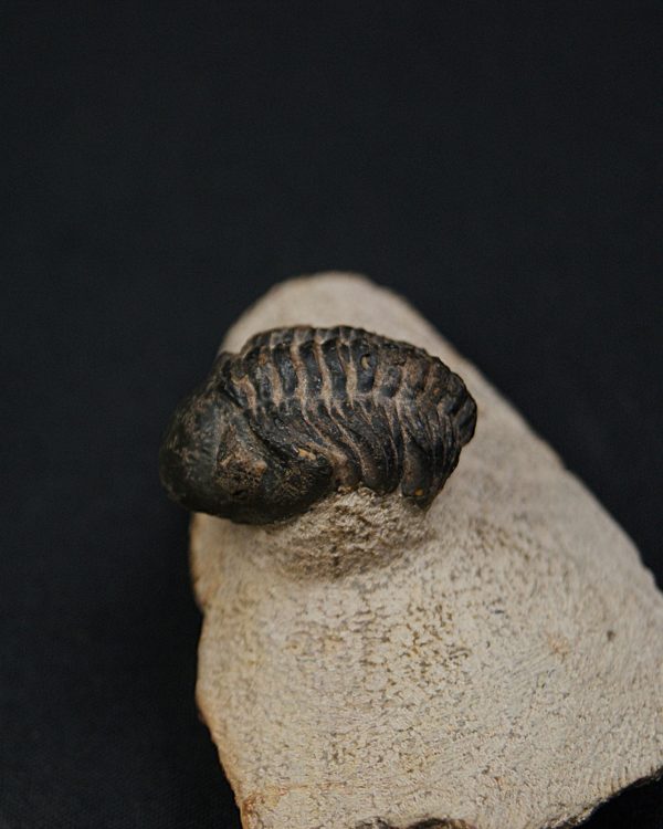 Morocops ovatus