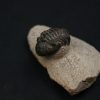 Morocops ovatus