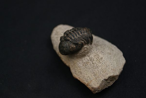 Morocops ovatus