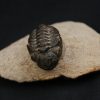 Morocops ovatus
