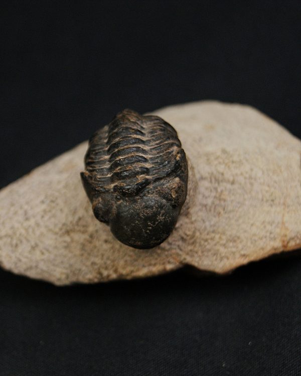 Morocops ovatus