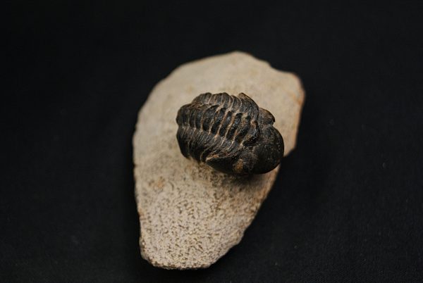 Morocops ovatus
