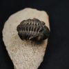 Morocops ovatus