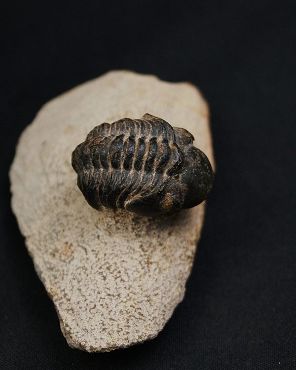 Morocops ovatus