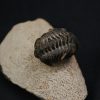 Morocops ovatus