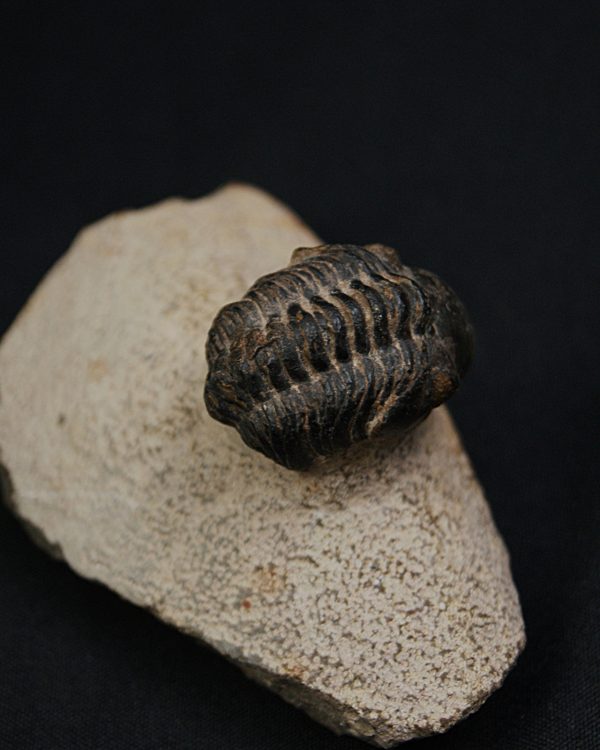 Morocops ovatus