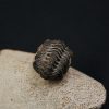 Morocops ovatus