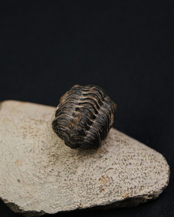 Morocops ovatus
