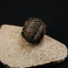 Morocops ovatus