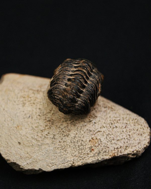 Morocops ovatus