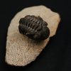 Morocops ovatus