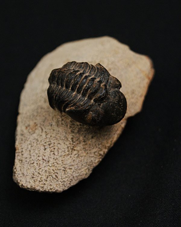Morocops ovatus