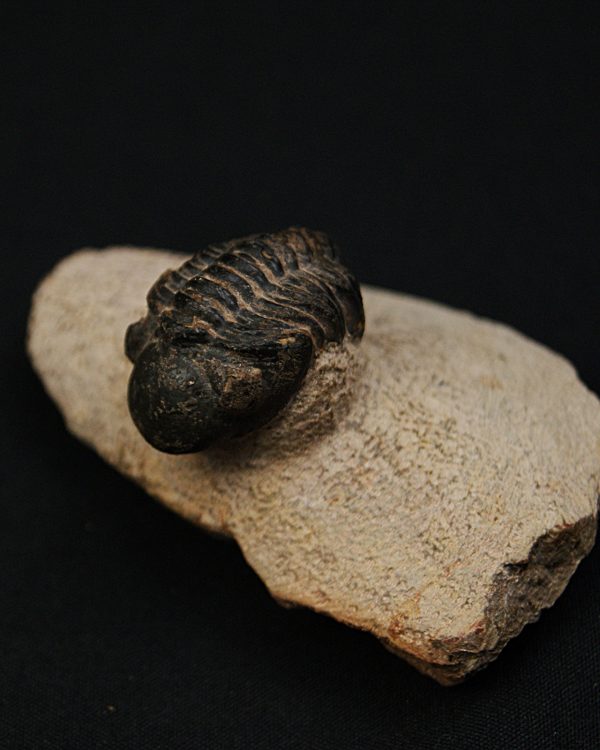Morocops ovatus