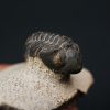 Morocops ovatus
